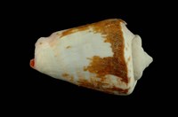 藏品(紅嬌鳳凰螺)的圖片